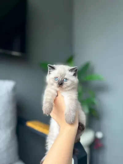 British Shorthair Chocalate Point Yavrularim