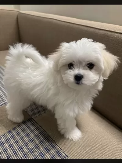 Maltipoo Bebeklerimiz