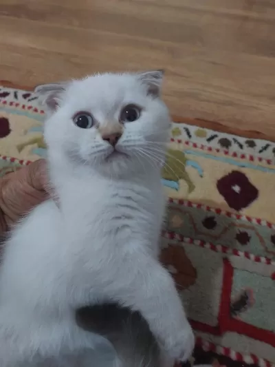 Tek Erkek Yavru Scottish Fold