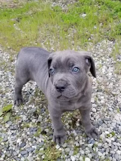Ev Ve Bahçeniz İçin Cane Corso Kapıda Ödeme Mevcuttur
