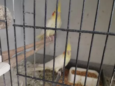 Lutino Takım Sultan Papağanı