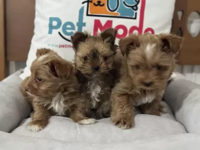 Safkan Wc Eğitimli Tea Cup Morkie Yavrularımız