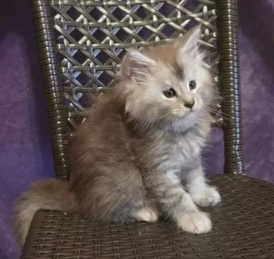 Şecereli Maine Coon Erkek Ns24