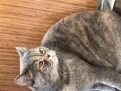 British Shorthair 2,5 Yaşında