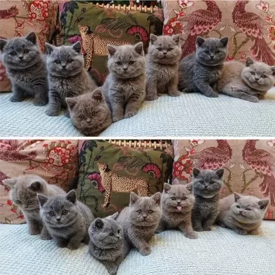 British Shorthair Yavrulari