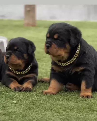 Rottweiler Yavruları