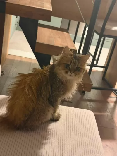 Ücretsiz Sahiplendirme Kedimiz