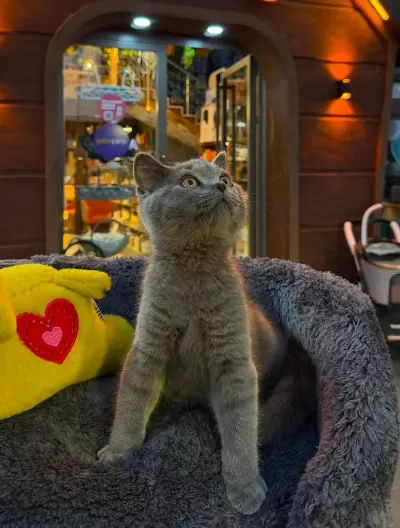Ücretsiz Kedi Sahiplendirme (Eşya Alım Şartlı)