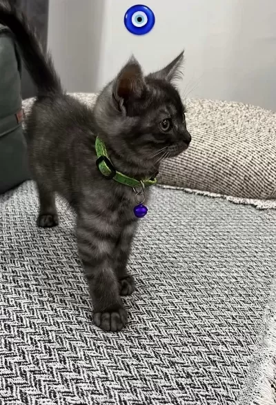 Black Smoke British Shorthair