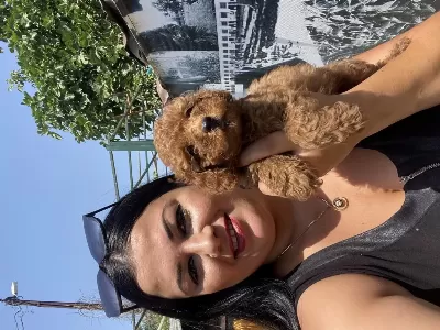 Kilo Garantili Toy Poodle Yavrularım