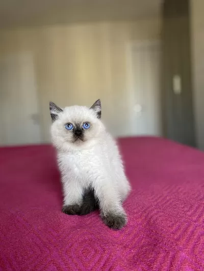 British Shorthair Chocalate Point Yavrularim
