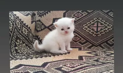 Erkek Red Point British Bebeğimiz