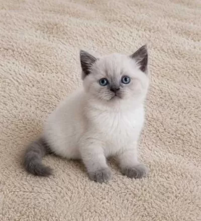 Show Kalite British Shorthair Longhair Yavrular