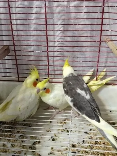 3 Aylık Sultan Papağanı Yavrular