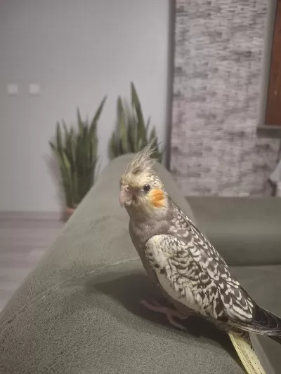 Full Evcil Sultan Papağanı