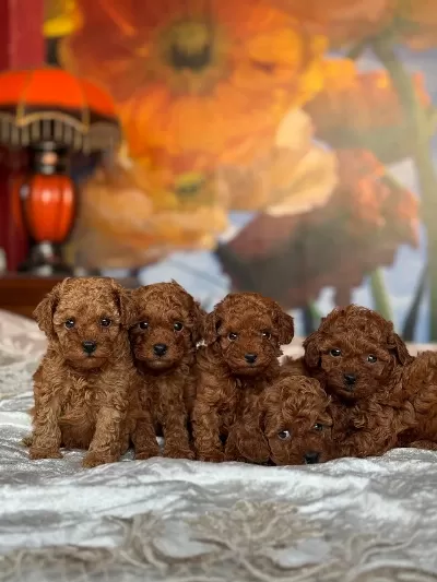 Harika Toy Poodle Puppy