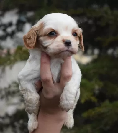 Kaliteli Cavalier King Charles Spaniel Yavruları