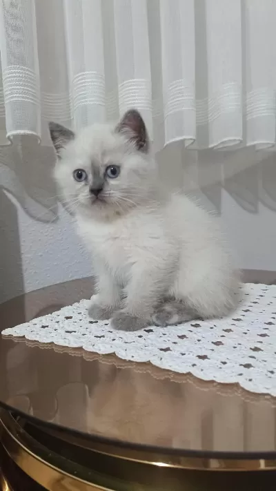 Sadece Aileye British Shorthair