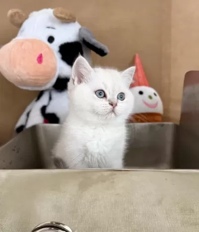 Dişi Kardeşler British Shorthair
