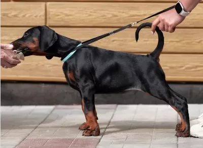 Evinizin Yeni Üyesi Doberman Kapıda Ödeme Vardır