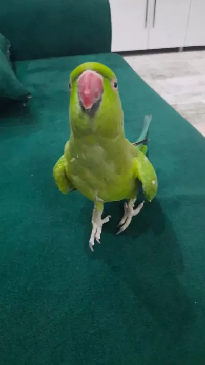 Balıkesir Merkez Pakistan Papağanı 3 Yaşında