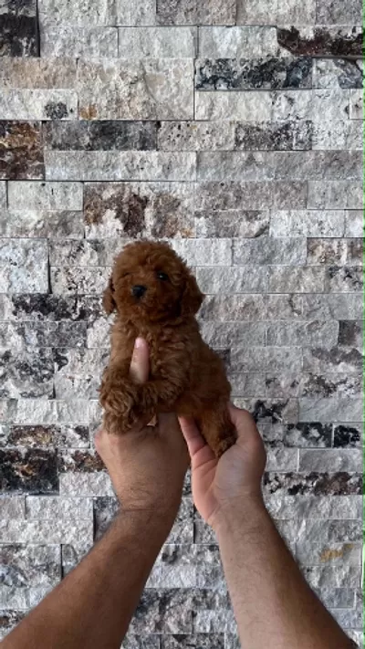 Mikrochipli Red Brown Orjinal Kore Kan Poodle Yavrular