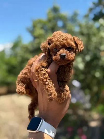Show Kalite Poodle Bebekler