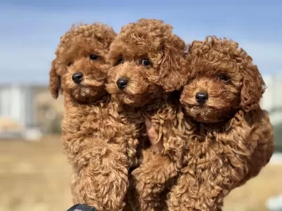 Ankarada Ziyarete Açık Minyatür Poodle Yavrularımız