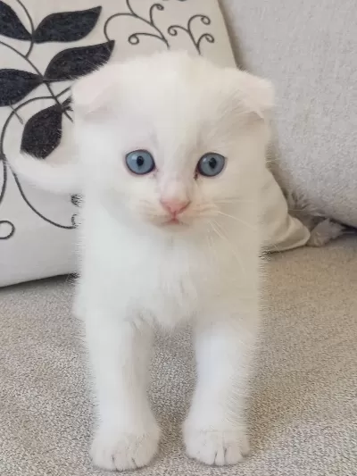 Maviş bebeğime sıcak yuva arıyorum