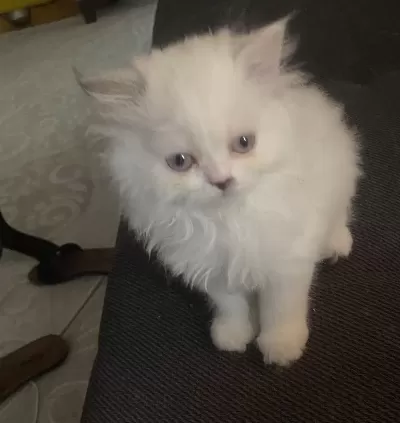 Chinchilla Yavru Kedimiz