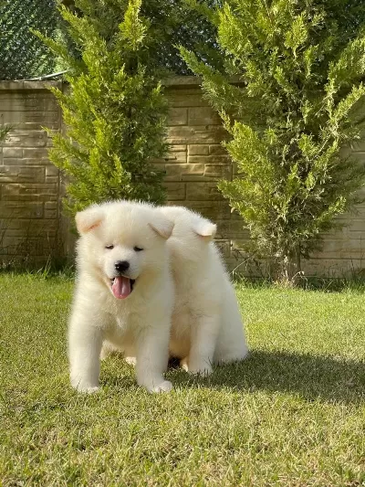 Beyaz Japon Akita İnu Yavrulari İstanbul