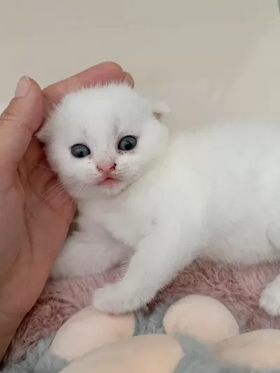 Sağlıklı Beyaz Scottish Fold