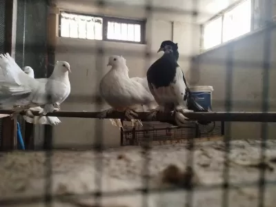 Orjinal Rakkas Takım Güvercin