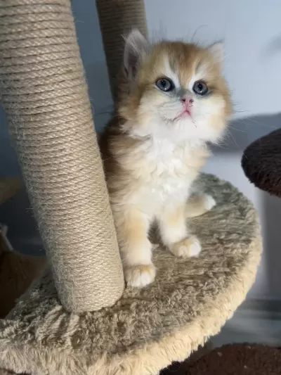 British Longhair Golden Ny12 Erkek