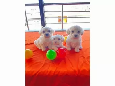Minnak maltese bebeklerimiz
