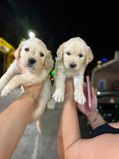 Baby face golden minnaklarım