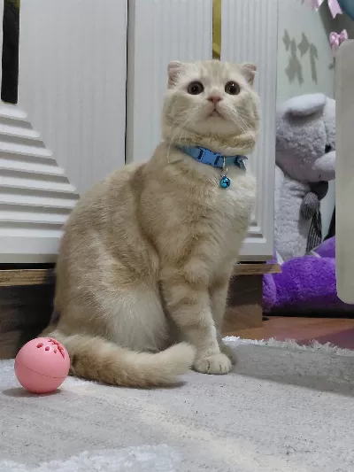 İlği manyağı Lion 🐾