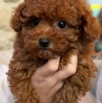 Teacup Red Brown Kore Toy Poodle Bebekler