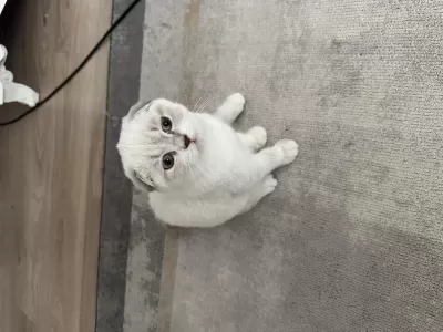 3 Aylık Uygun Scottish Fold