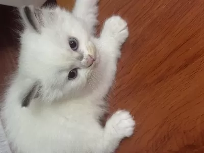 Sağlıklı Tatlı Pati Kediler