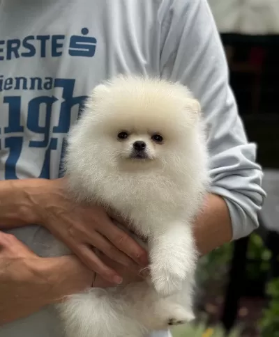 Saf 3 Aylık Yavru Pomeranian Beyaz