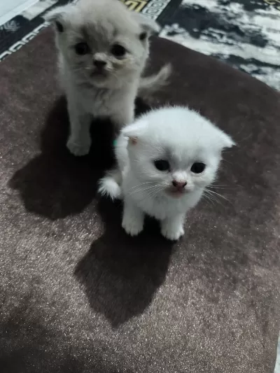 Siyam Ve British Kedi Karışımı