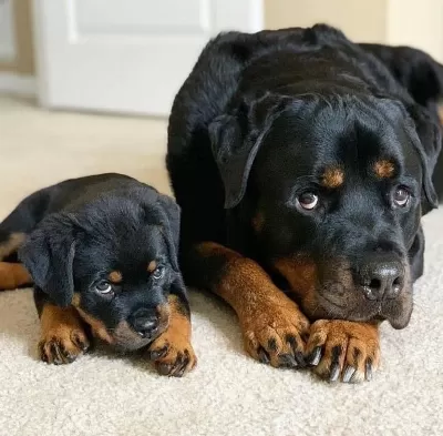 Profesyonel Üretim Çifliğinden Rottweiler Kapıda Ödeme