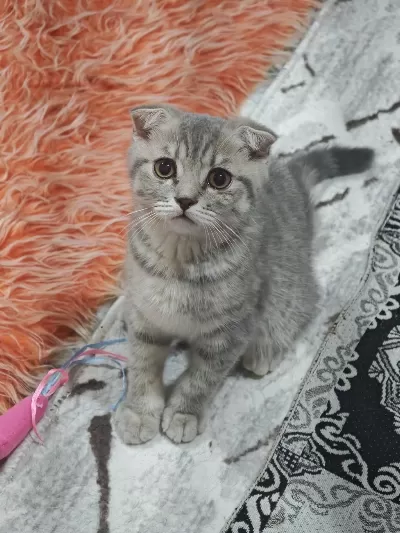 Kırık Kulak Scottish Fold 6 Aylık