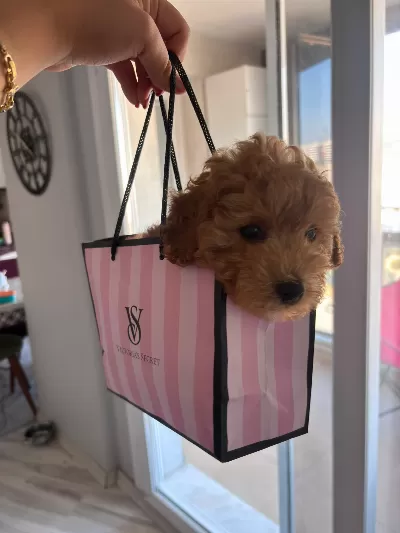 Çok sevimli çok oyuncu erkek bebek.