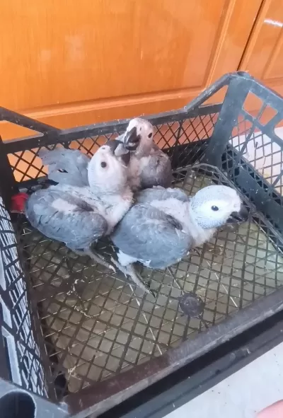 Jako Papağanı Yavrularımız Yeni Ailelerine Gitmeye Hazır