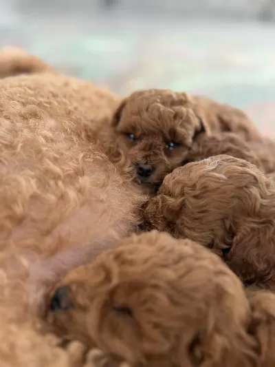 Minik Toy Poodle Bebeklerim
