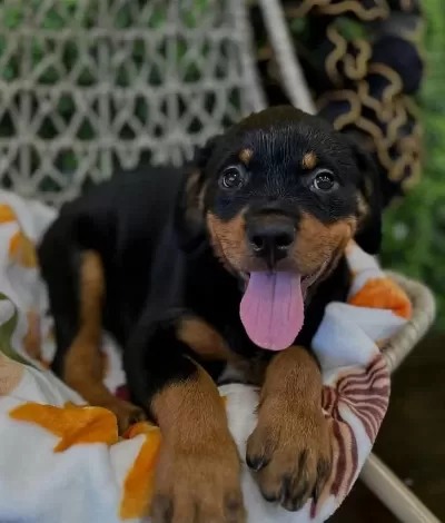 Ev Ve Bahçeniz İçin Rottweiler Kapıda Ödeme Mevcuttur