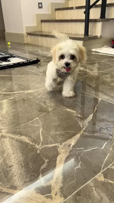 0-4 Aylik Maltese Terrier
