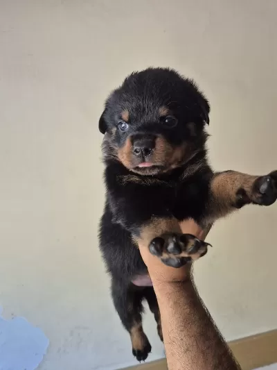 A Kalite Rottweiler Koca Kafa Yavrular